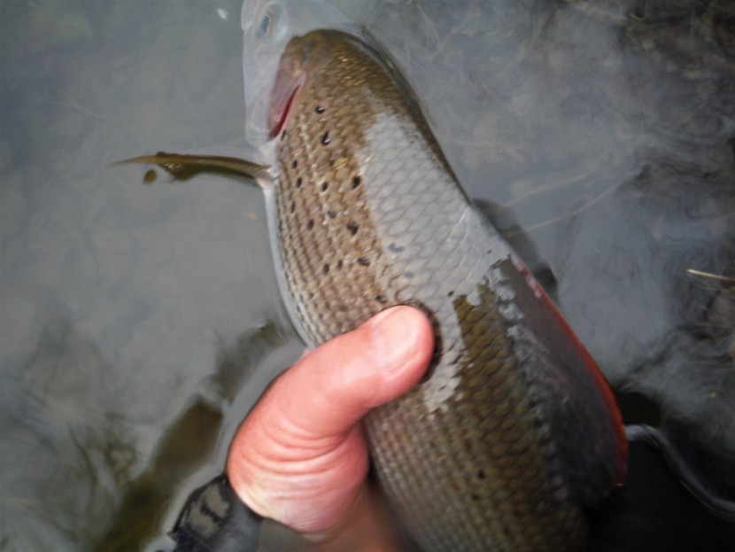 Irfon grayling going back